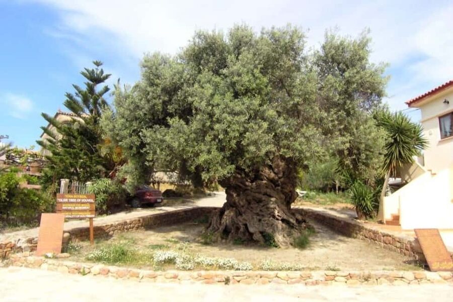 Chania Area: Food Tasting Tour with Winery Visit & Swim Stop - Vouves Ancient Olive Tree: The World’s Oldest-Recorded Stunner