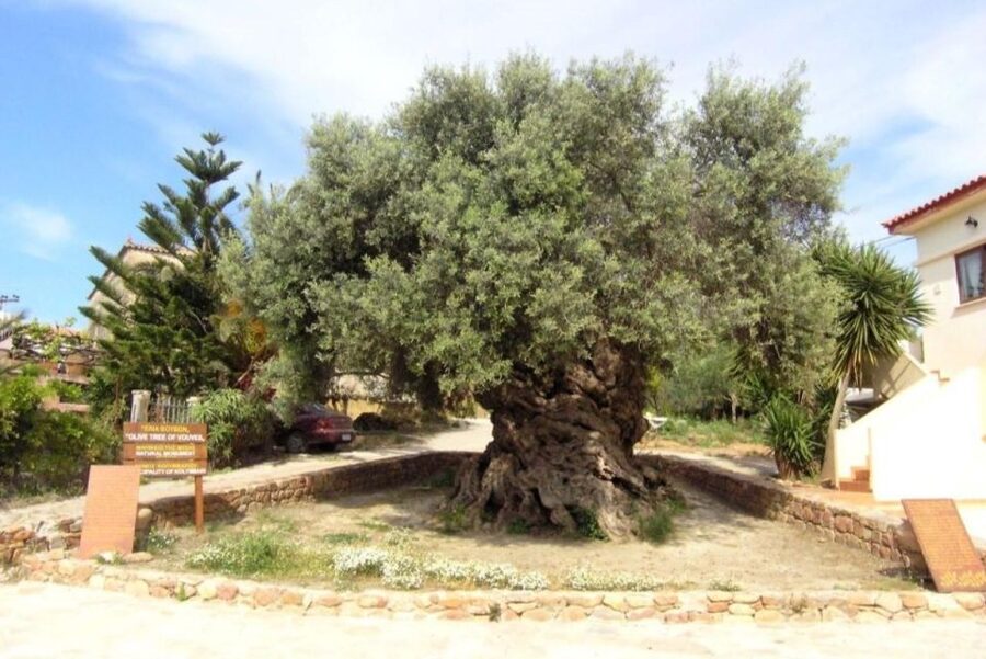 Chania Area: Food Tasting Tour with Winery Visit & Swim Stop - Inside the Winery: Pnevmatikakis Wine Making and Tasting