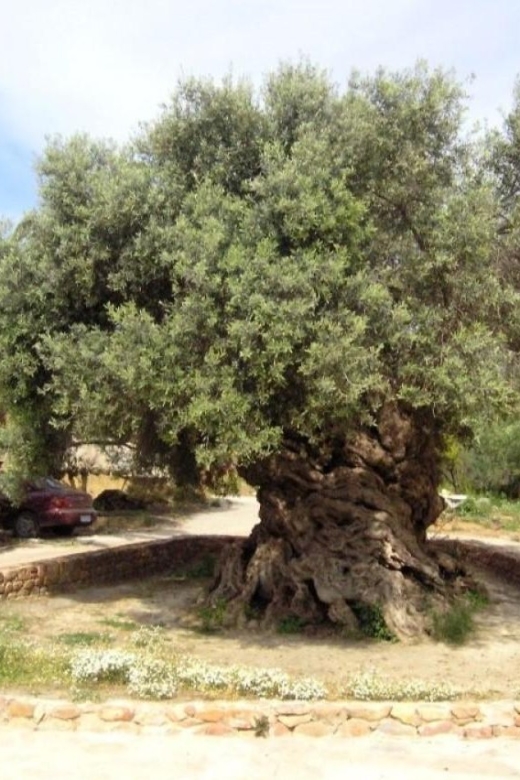 Chania Area: Food Tasting Tour with Winery Visit & Swim Stop - Nopigia Beach Free Time (14:00–16:00): Your Reset Button