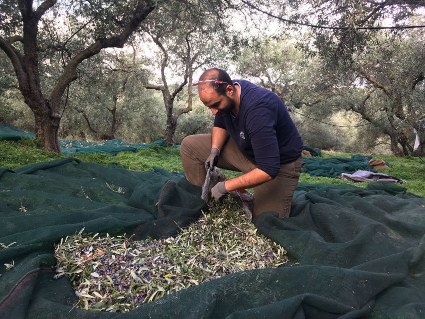 Chania Private Olive Oil Tour: Oil Tasting & Villages Tour - What the Oil Tasting Teaches You (Without Making It Complicated)