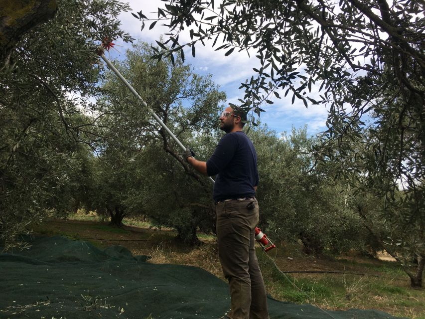 Chania Private Olive Oil Tour: Oil Tasting & Villages Tour - Coffee, Light Lunch, and Snacking That Keeps the Day Moving