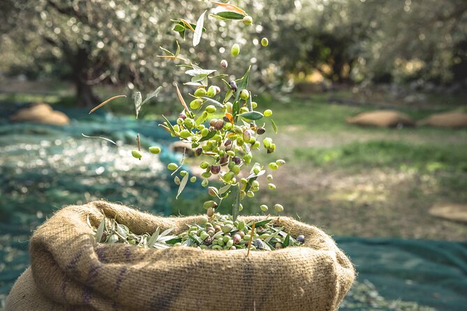 Explore the Secrets of Wine and Olives - A semi-private safari day built around olive oil, wine, and off-road fun