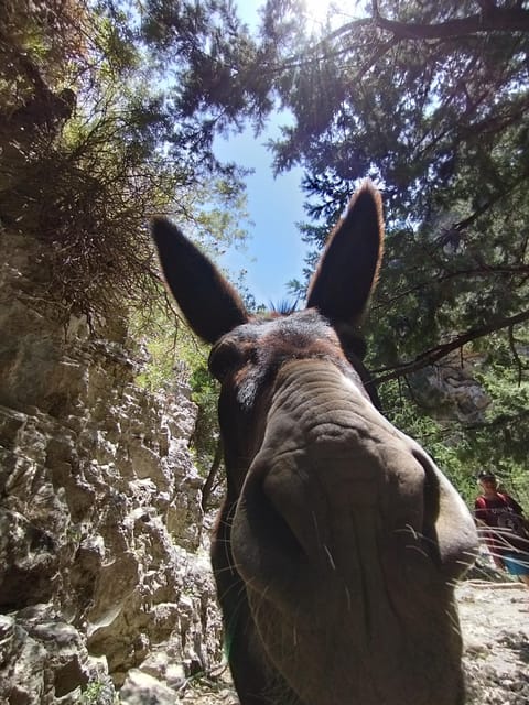 From Chania: Guided Tour to Loutro (Boat tickets Included) - The Return Ride: Private Boat Back to Sfakia, No Drama