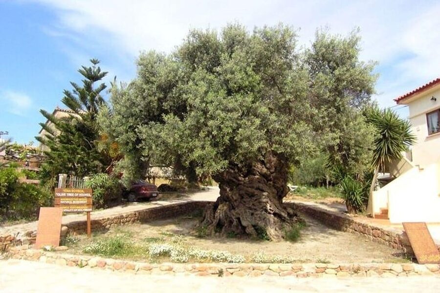 From Chania: Olive Oil, Wine, Cheese & Honey Tasting Tour - What You Actually Get to Taste (and How It Adds Up)