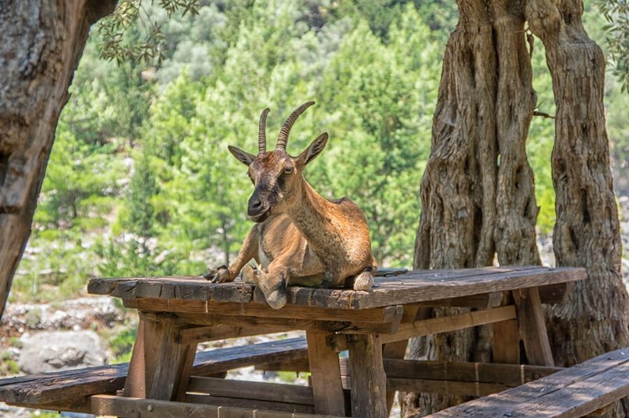 From Chania: Samaria Gorge with Professional Hiking Guide - Why Samaria Gorge is such a big deal from Chania