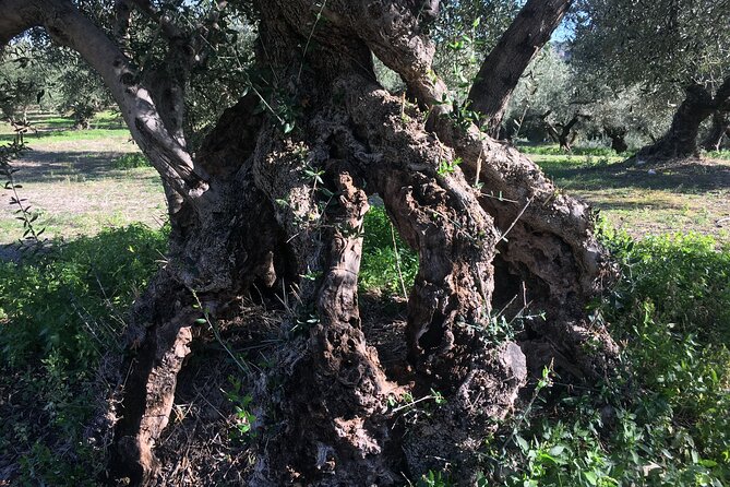 In Crete Discover the miracle of Olive Oil and Organic Fruits - Vamos Modern Olive Oil Factory: Where Taste Gets a Reason