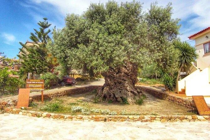 In Crete Discover the miracle of Olive Oil and Organic Fruits - Apokoronas Monastery: Olive Oil as Faith and Daily Life