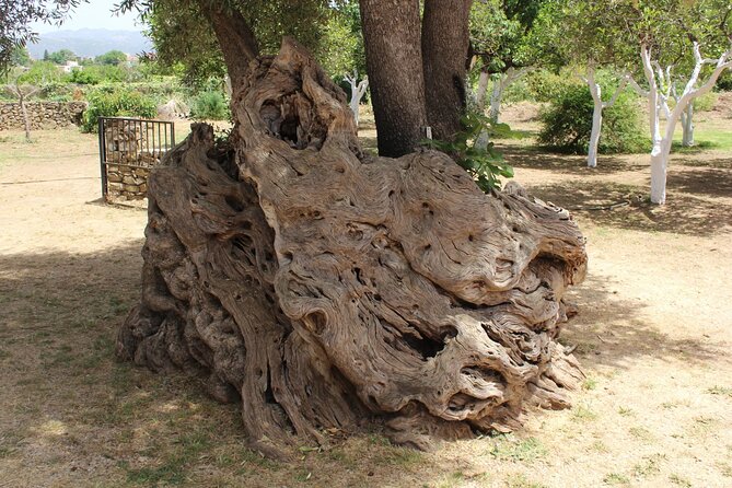 In Crete Discover the miracle of Olive Oil and Organic Fruits - Kalyves Private Fruit and Olive Farm: Picking Beats Just Looking