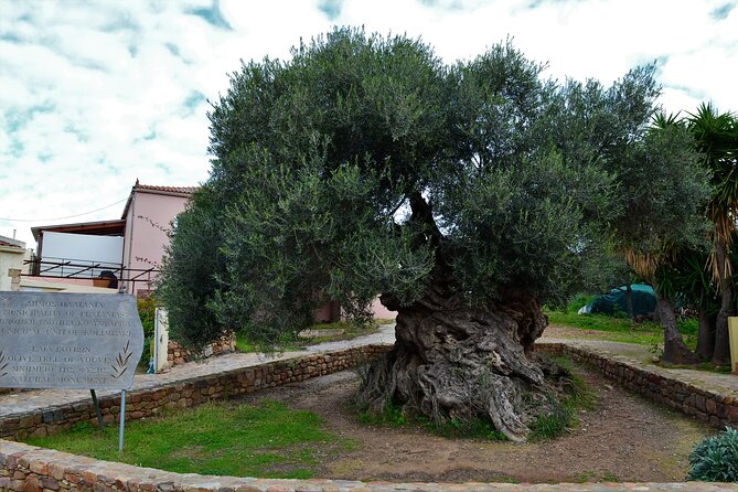 Monastery - Ancient Olive tree & Museum-Cretan Brewery Private Tour from Chania - Key highlights at a glance