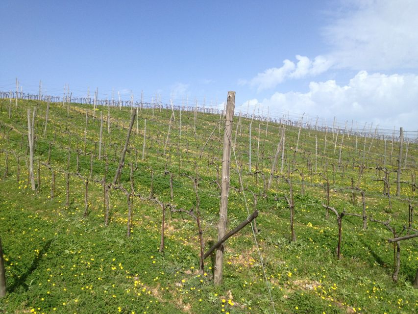 Private Exclusive Manousakis Winery and Vineyard Tour - Who this private Crete wine tour suits best