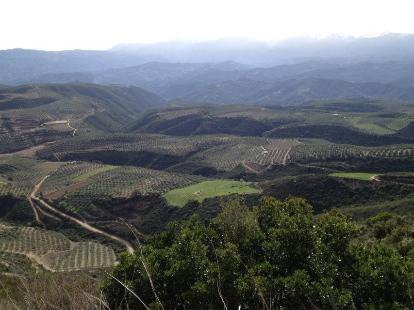 Private Exclusive Manousakis Winery and Vineyard Tour - Why Manousakis feels like a real Cretan wine day