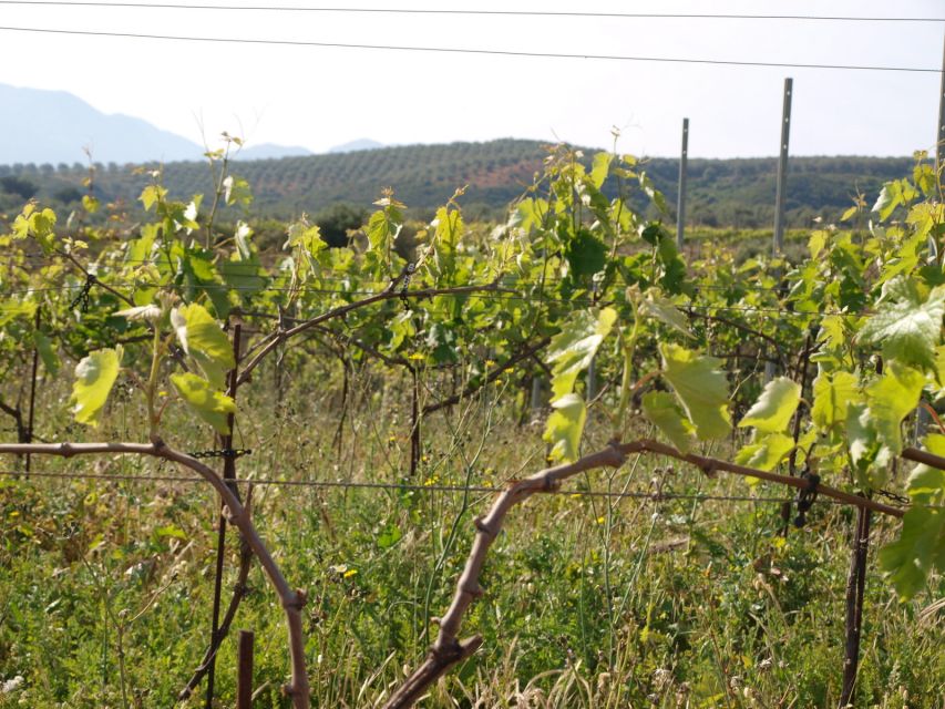 Private Exclusive Manousakis Winery and Vineyard Tour - Practical tips: what to bring, what to wear, and what’s not allowed