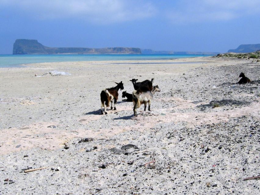 Rethymno: Gramvousa & Balos Lagoon Day Trip with Boat Ticket - Balos Lagoon Beach Time: Swim, Snorkel, and Dune Wandering (3 Hours)