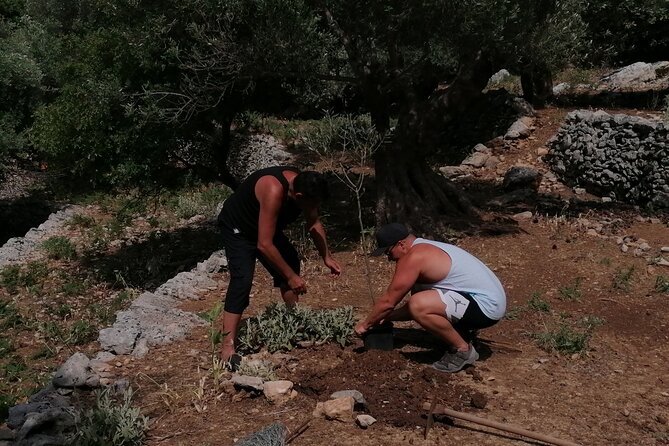 Rethymnon Olive Tree Sponsorship Protect and Plant Tour - Photos, videos, and the team’s role in your day