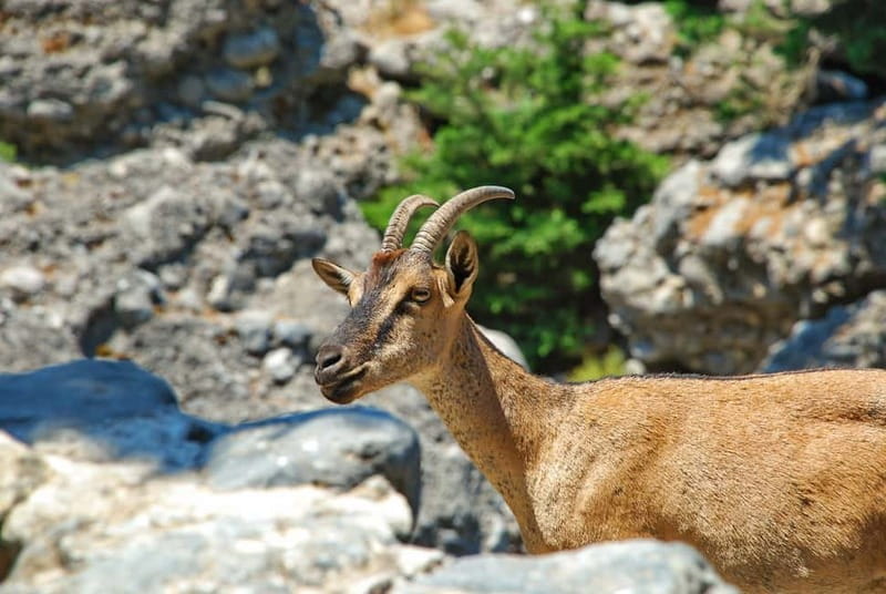 SAMARIA GORGE Full-Day Trip from CHANIA - A long, scenic 16 km hike you can do from Chania