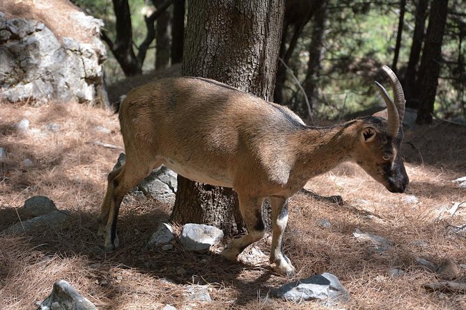 Samaria Gorge Hike - Price and value: what $45.65 really buys you