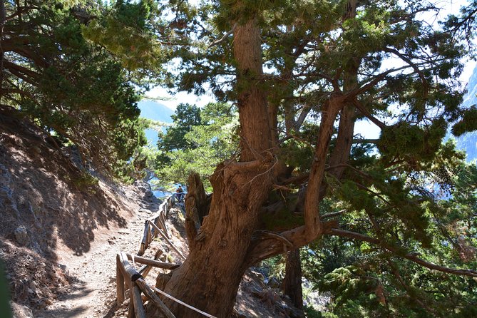 Samaria Gorge Hike - Kostas and the gorge hike: 16 km, guided navigation, and real pacing