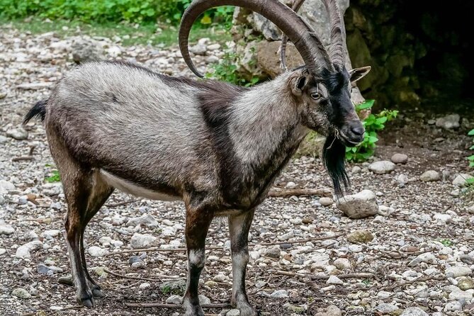 Samaria Gorge Hiking from Chania with Professional Hiking Guide - A Dawn-to-Sea Day: What This 14-Hour Experience Feels Like