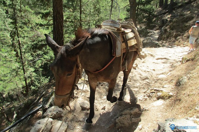Samaria Gorge Trek: Full-Day Excursion from Chania with Guide - The gorge hike: pace, safety, and what your escort actually does
