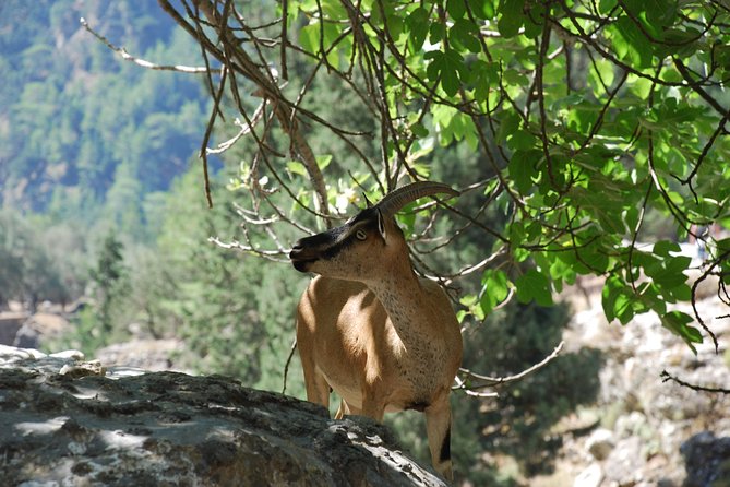 Samaria Gorge Trek: Full-Day Excursion from Rethymno with Guide - Your guide: escort support without micromanaging