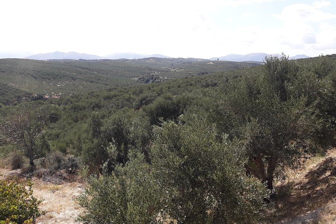 Wine, Beer, Olive Oil Tasting Private Tour (price per group of 6) - Why this west Crete food-and-drink route feels personal