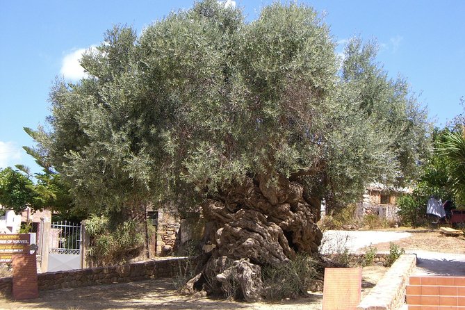 Wine, Beer, Olive Oil Tasting Private Tour (price per group of 6) - Anoskeli Winery and Olive Mill: wine and olive oil in one production visit